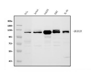 BubR1/BUB1B Antibody