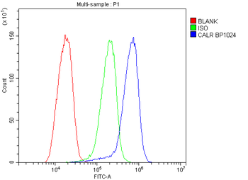 Calreticulin/CALR Antibody