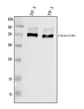 CD35/CR1 Rabbit Polyclonal Antibody