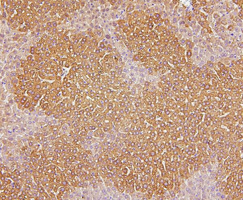 Cytochrome P450 2E1/CYP2E1 Rabbit Polyclonal Antibody