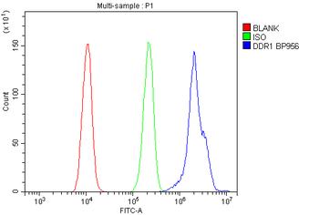 MCK10/NEP/DDR1 Antibody