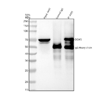 DDX5 Rabbit Polyclonal Antibody