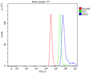 Exonuclease 1/EXO1 Rabbit Polyclonal Antibody