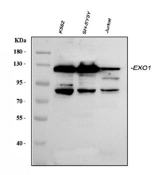 Exonuclease 1/EXO1 Rabbit Polyclonal Antibody