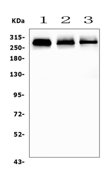 Filamin A/FLNA Rabbit Polyclonal Antibody