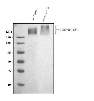 Metabotropic glutamate receptor 2/GRM2 Rabbit Polyclonal Antibody