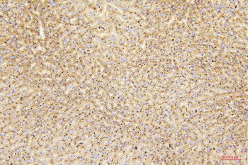 beta glucuronidase/Gusb Rabbit Polyclonal Antibody