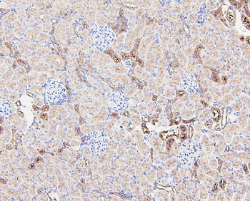beta glucuronidase/Gusb Rabbit Polyclonal Antibody