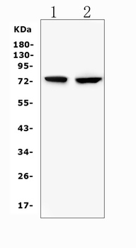 beta glucuronidase/Gusb Rabbit Polyclonal Antibody
