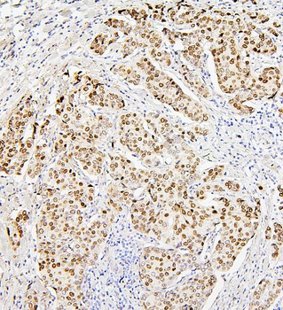 Histone H1.0/H1F0 Antibody