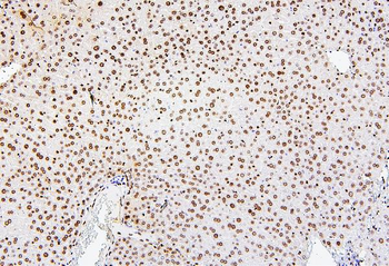 Histone H1.0/H1F0 Antibody