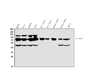 Lipoma-preferred partner LPP Rabbit Polyclonal Antibody