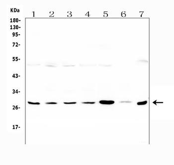 LRTOMT Rabbit Polyclonal Antibody