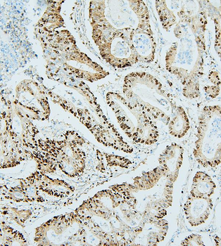 MCM2 Rabbit Polyclonal Antibody