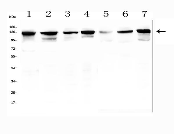 MCM2 Rabbit Polyclonal Antibody