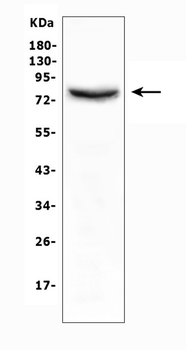 Moesin/MSN Rabbit Polyclonal Antibody