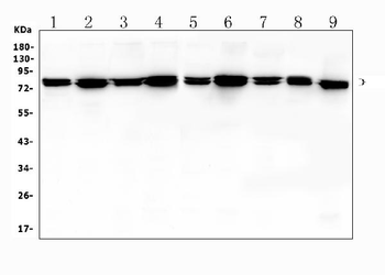 Moesin/MSN Rabbit Polyclonal Antibody