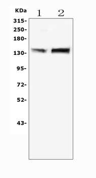 MTR Rabbit Polyclonal Antibody