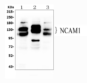 NCAM1 Rabbit Polyclonal Antibody