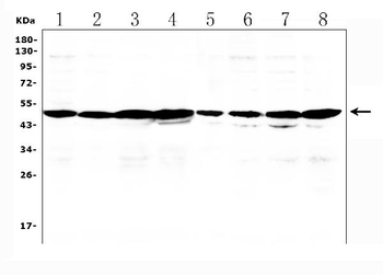 PXR/NR1I2 Rabbit Polyclonal Antibody