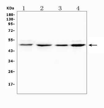 PXR/NR1I2 Rabbit Polyclonal Antibody