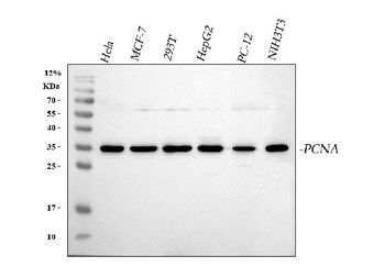 PCNA Antibody