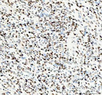 PCNA Antibody