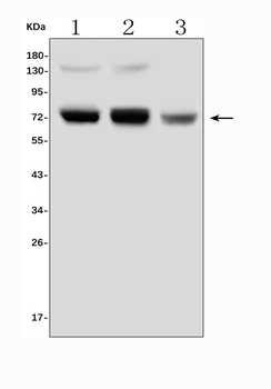 PRMT5 Rabbit Polyclonal Antibody