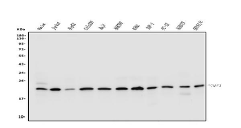 p23/PTGES3 Rabbit Polyclonal Antibody