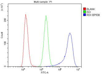 Radixin/RDX Rabbit Polyclonal Antibody