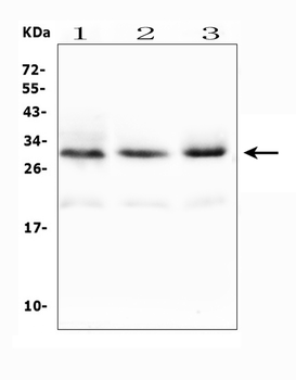 Tafazzin/TAZ Rabbit Polyclonal Antibody