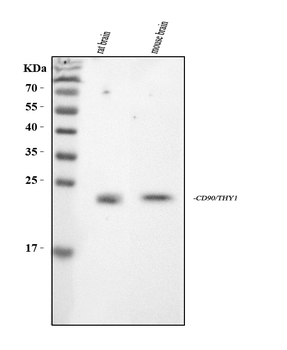 CD90/Thy1 Rabbit Polyclonal Antibody