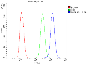 Osteoprotegerin/TNFRSF11B Antibody