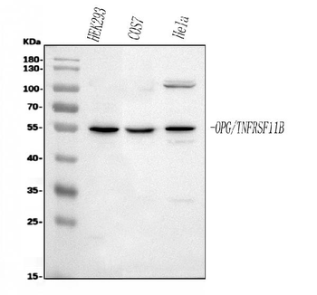 Osteoprotegerin/TNFRSF11B Antibody