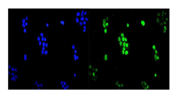 UBE2I/UBC9 Antibody