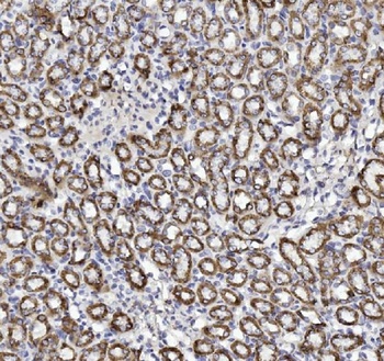 Cytochrome C/CYCS Rabbit Polyclonal Antibody