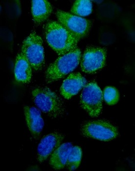 Cytochrome C/CYCS Rabbit Polyclonal Antibody