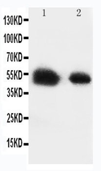 Glucose Transporter 8/SLC2A8 Rabbit Polyclonal Antibody