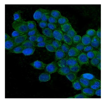 TJP1 Antibody (monoclonal, 3E12)