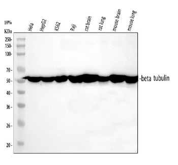 Beta Tubulin TUBB Mouse Monoclonal Antibody