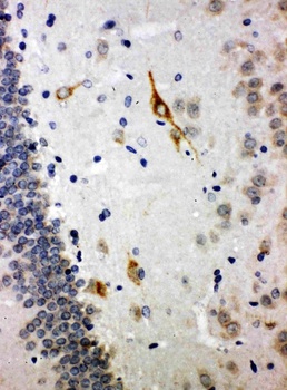 Somatostatin/SST Rabbit Polyclonal Antibody