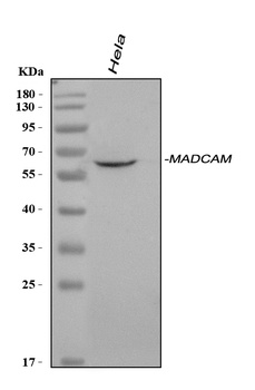 MAdCAM1 Rabbit Polyclonal Antibody