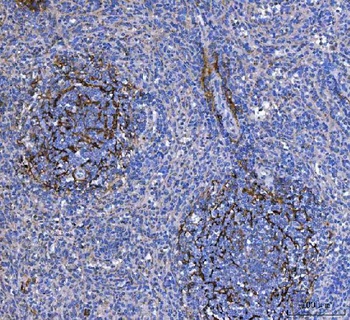 MAdCAM1 Rabbit Polyclonal Antibody