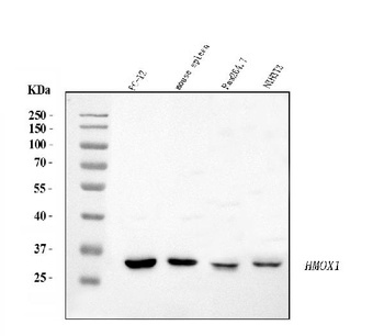 Heme Oxygenase 1/HMOX1 Rabbit Polyclonal Antibody