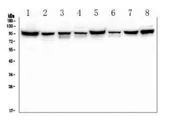ALIX/PDCD6IP Mouse Monoclonal Antibody