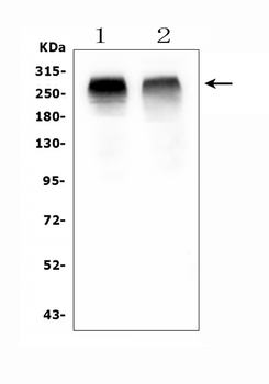 Acetyl Coenzyme A Carboxylase/ACACB Rabbit Polyclonal Antibody