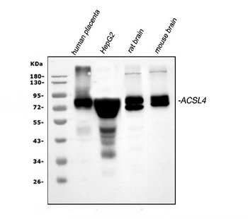 FACL4/ACSL4 Antibody