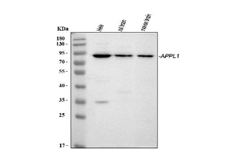 APPL/APPL1 Rabbit Polyclonal Antibody