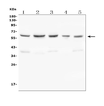 C9ORF72 Rabbit Polyclonal Antibody
