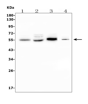 CD1D Antibody